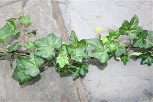 Faux Ivy Garland